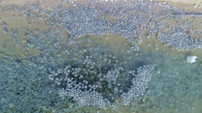 Geçen hafta Çengelköy, bu hafta Avcılar...