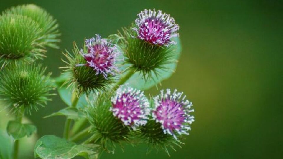 Şifa kaynağı dul avrat otunun yararları