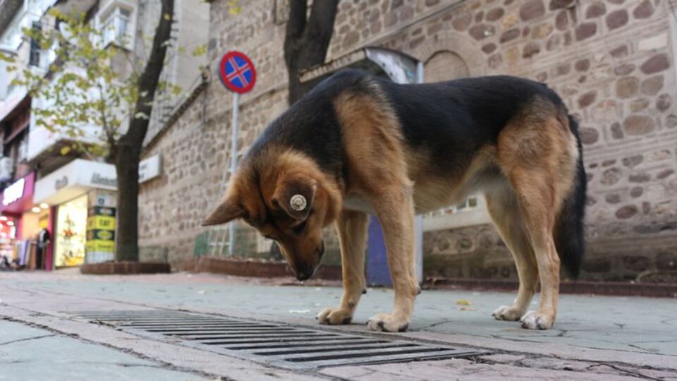 Nöbetini aksatmadan sürdürüyor! Caddenin demirbaşı oldu