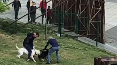 Küçükçekmece'de pitbull dehşeti!