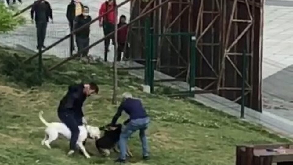 Küçükçekmece'de pitbull dehşeti!