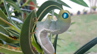 3 yıldır bahçelerinde görülüyordu...