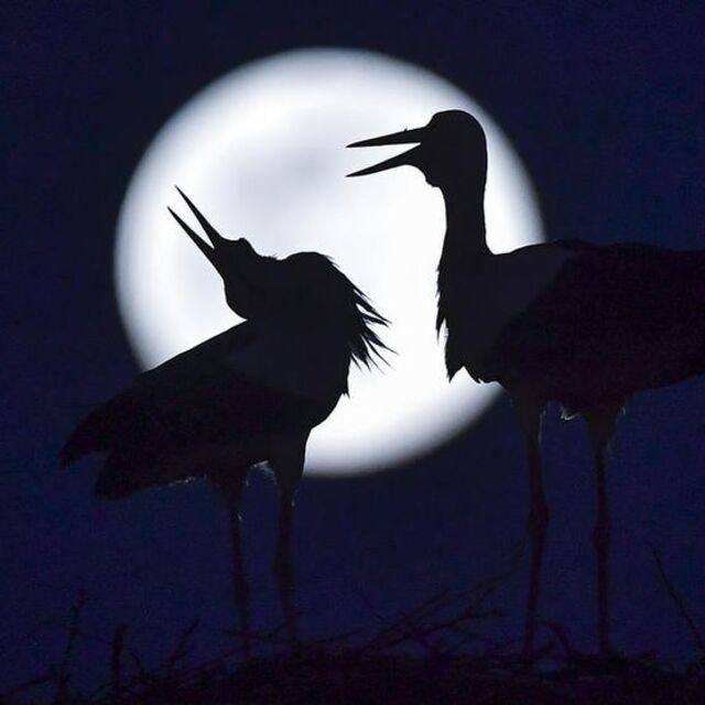 Zorluklar son buluyor... İşte haftalık burç yorumlarınız!