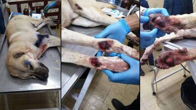 Bu işkenceci de parayla kurtuldu!