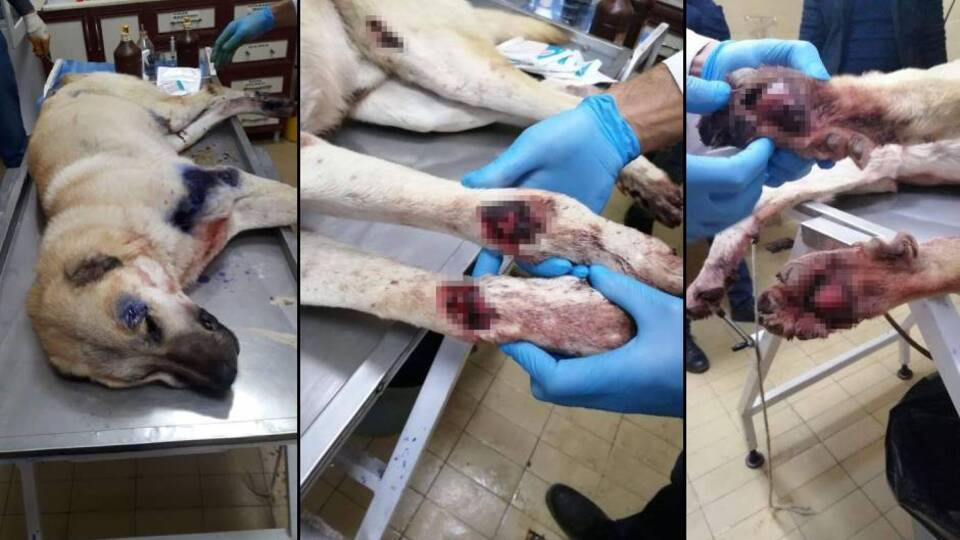 Bu işkenceci de parayla kurtuldu!