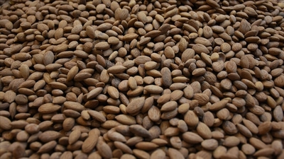 Çekirdeğinden 9 milyon dolar gelir