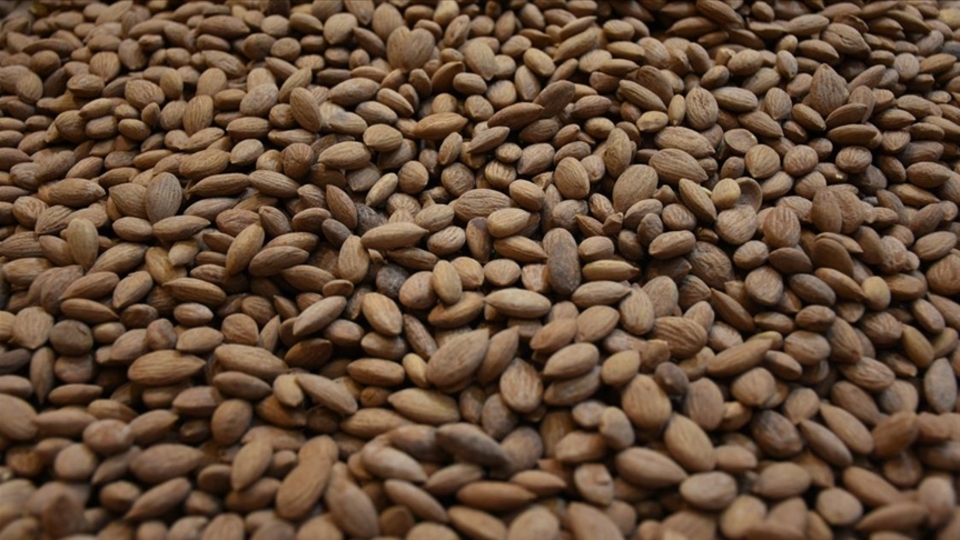 Çekirdeğinden 9 milyon dolar gelir