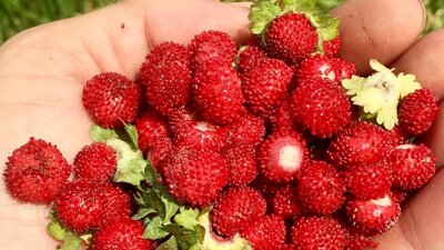 Şifa kaynağı dağ çileğinin mucizevi etkileri