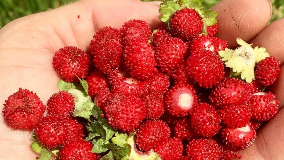 Şifa kaynağı dağ çileğinin mucizevi etkileri