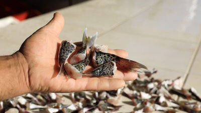 Kampanya başladı... 2 bin kuyruk toplandı