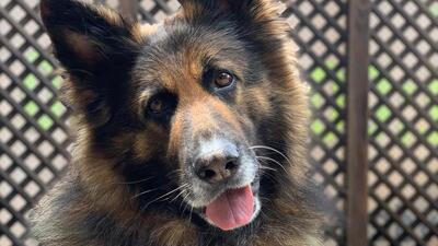 Nero'nun öldürülmesine takipsizlik