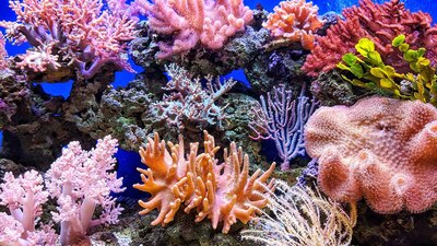 Mercan resifi nedir?