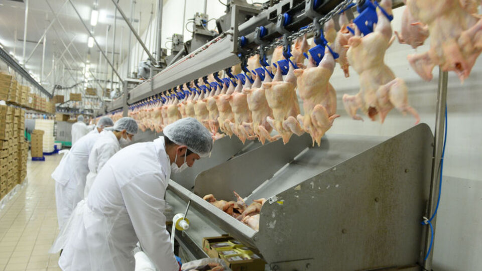 Tavuk eti üretimi ekimde azaldı