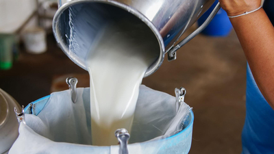 Toplanan inek sütü miktarı ekimde arttı