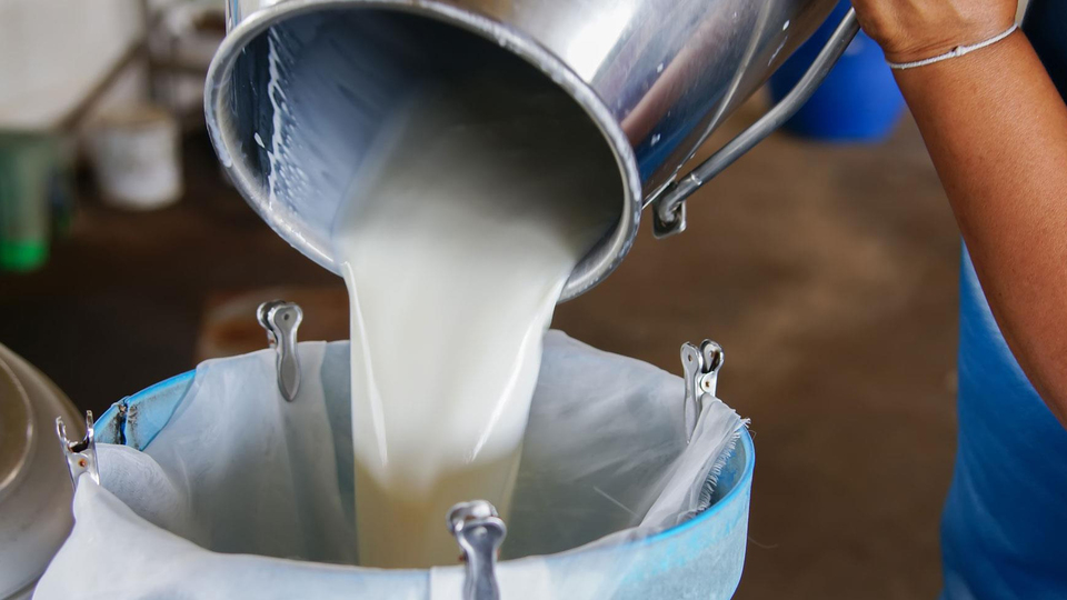 Toplanan inek sütü miktarı ekimde arttı