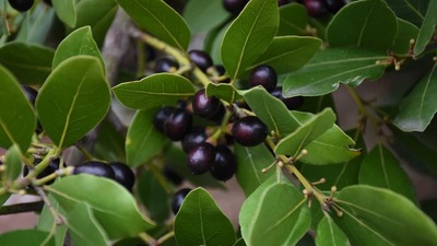 Defne yaprağı mucizesi