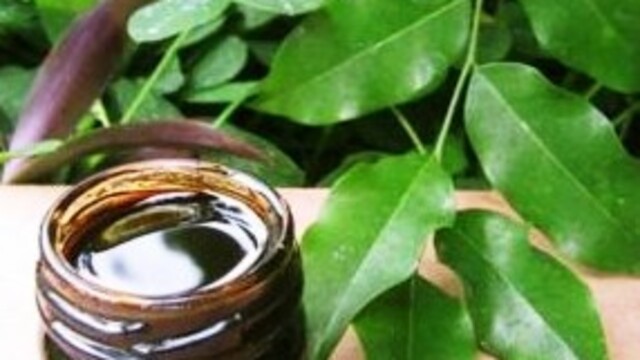 Defne yağı nedir? Defne yağının faydaları nelerdir?