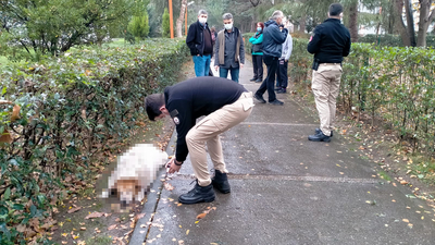 Sokak köpeklerini uyuşturucu iğneyle öldürdüler!