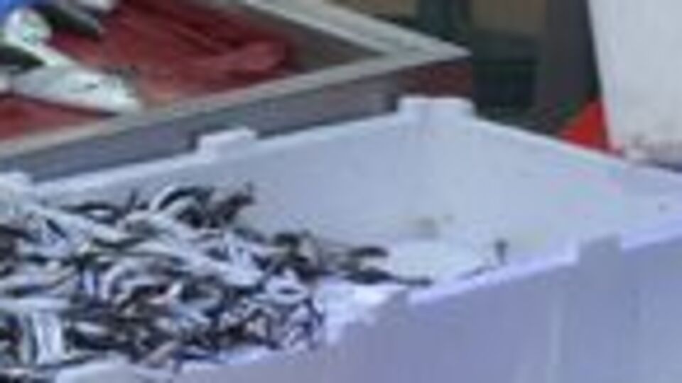 Karadeniz'de hamsi bolluğu!