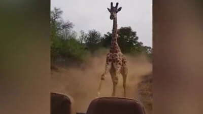 Turistlerin kızgın zürafa ile imtihanı
