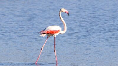 Ağrı Dağı'nda beslenirken görüntülendi