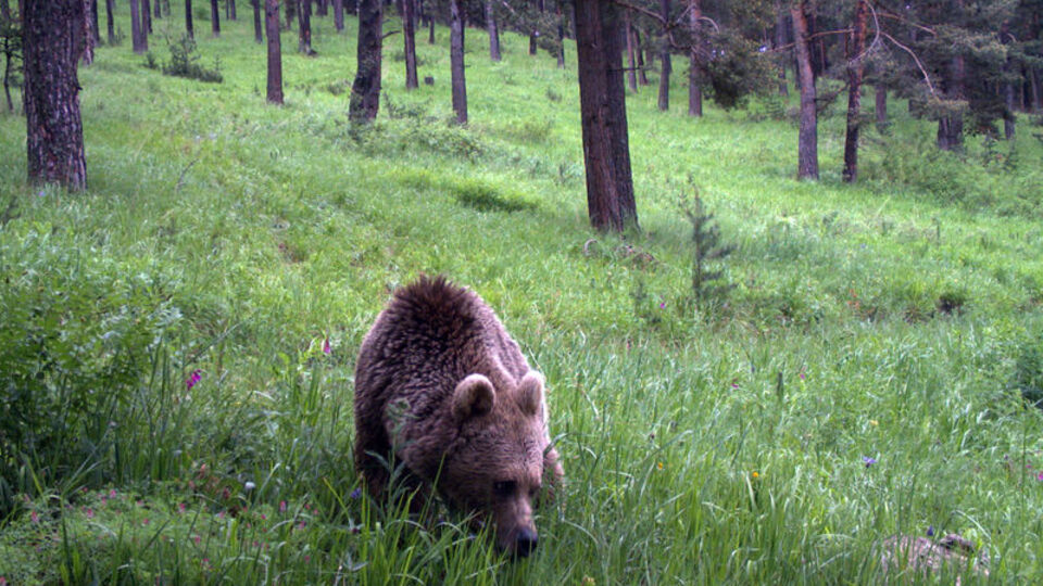Uydudan takip edildi! 141 günde...