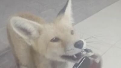 Otomobilin anahtarını yiyecek sanıp alıp kaçtı!