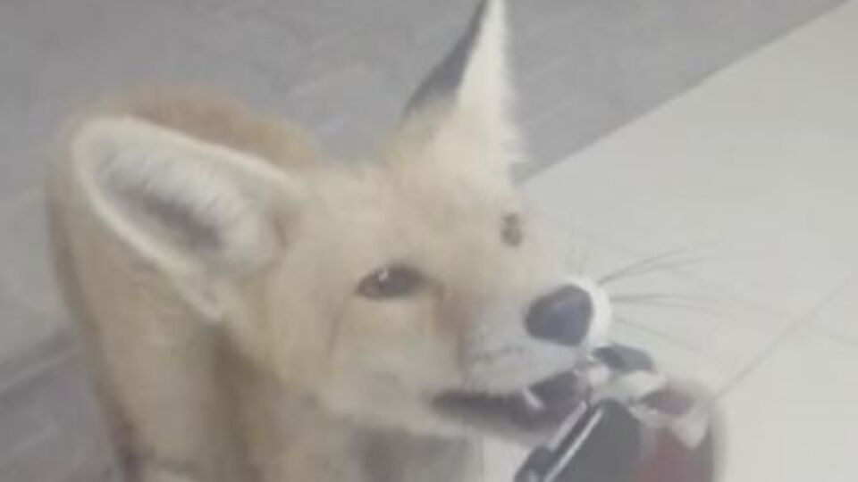 Otomobilin anahtarını yiyecek sanıp alıp kaçtı!