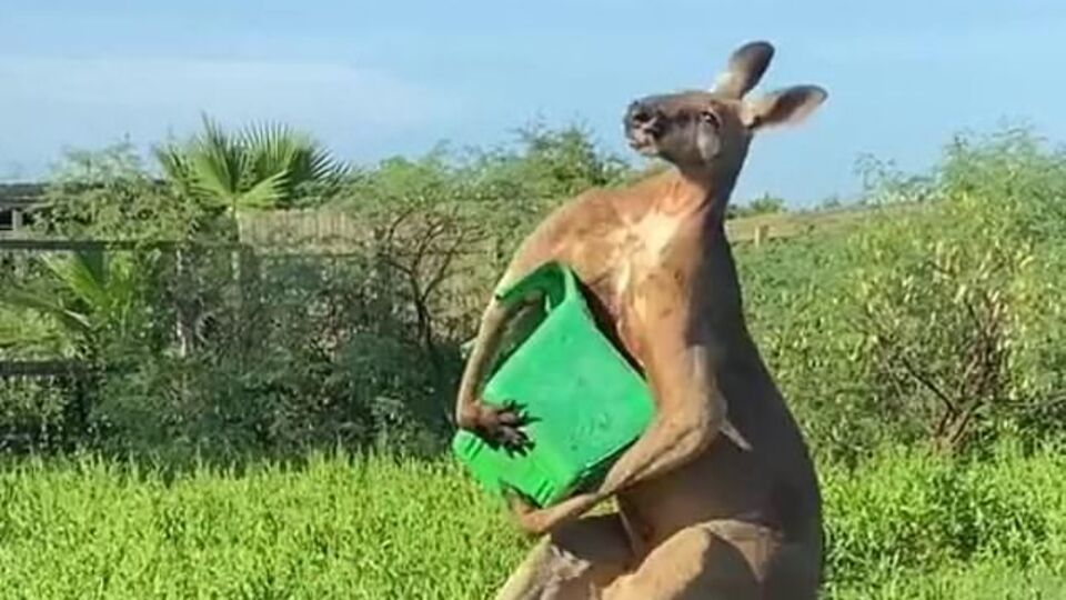 Kuyruğu üzerinde duran kanguru fenomen oldu