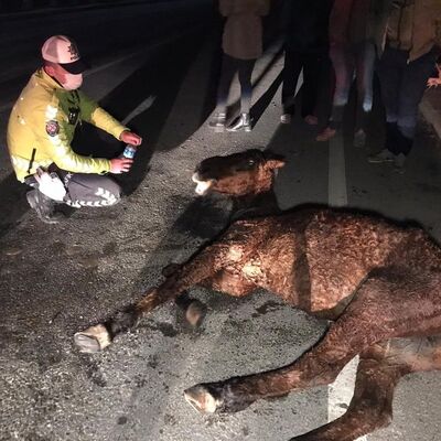 Belediye ekibi 'sahipli' diye müdahale etmedi