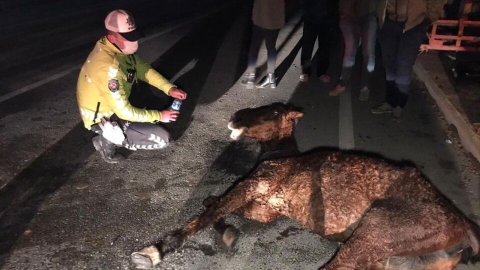 Belediye ekibi 'sahipli' diye müdahale etmedi