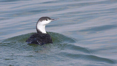 Hersek Lagünü'nde tespit edildi