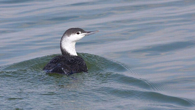 Hersek Lagünü'nde tespit edildi