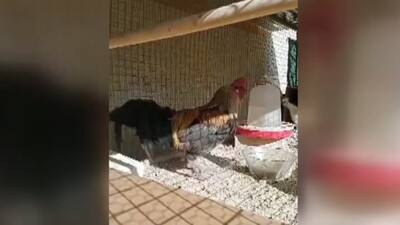 Öterken bayılan horoz fenomen oldu