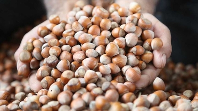 TMO, fındık alım süresini uzattı