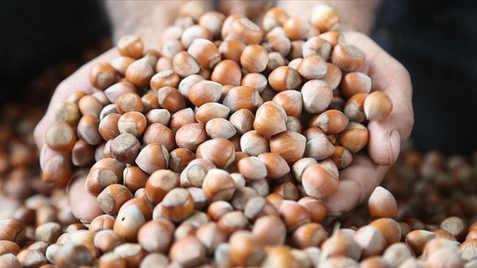TMO, fındık alım süresini uzattı