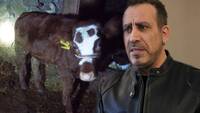 Haluk Levent, o buzağı ve annesini satın aldı