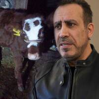 Haluk Levent, o buzağı ve annesini satın aldı