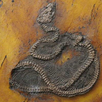 Neredeyse hiç bozulmamış... 47 milyon yaşında!