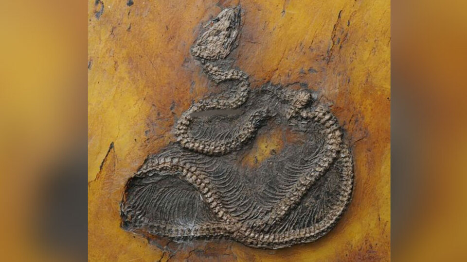 Neredeyse hiç bozulmamış... 47 milyon yaşında!