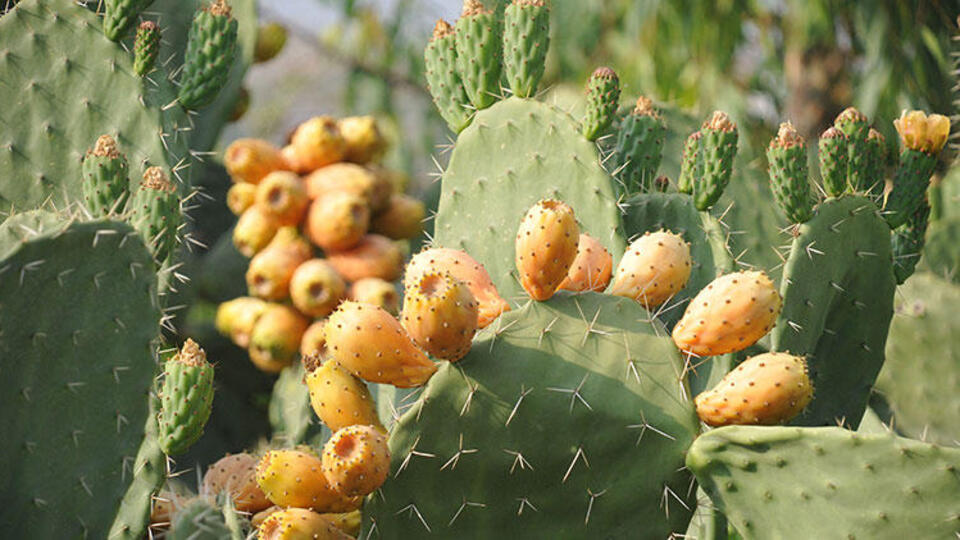 Dikenli incirin iyi geldiği hastalıklar