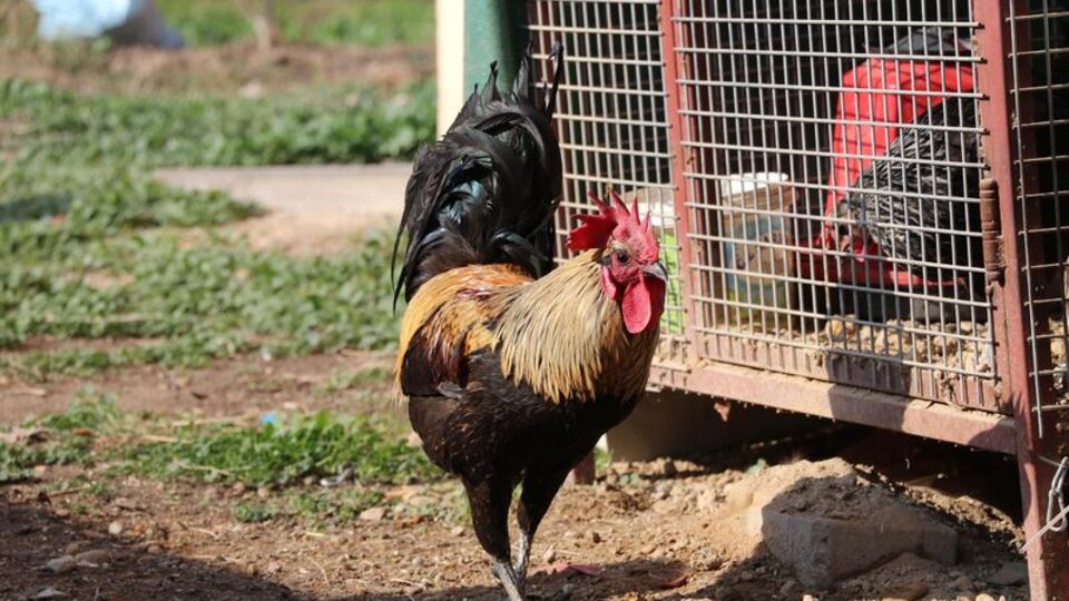 Öterken bayıldı, fenomen oldu! Otomobil teklif edildi
