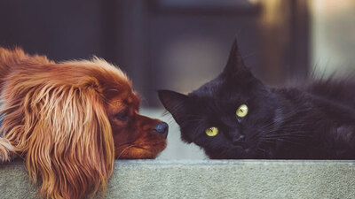 Sokaktaki canlara mama desteği