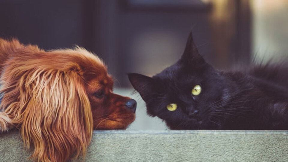 Sokaktaki canlara mama desteği