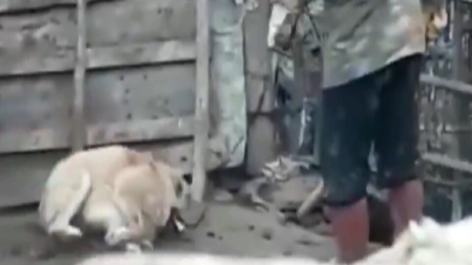 Vahşet bitmiyor! Köpeğini sopayla dövdü