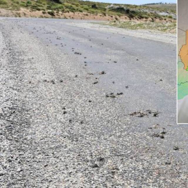 "Önlem alınmazsa istilaya neden olur"