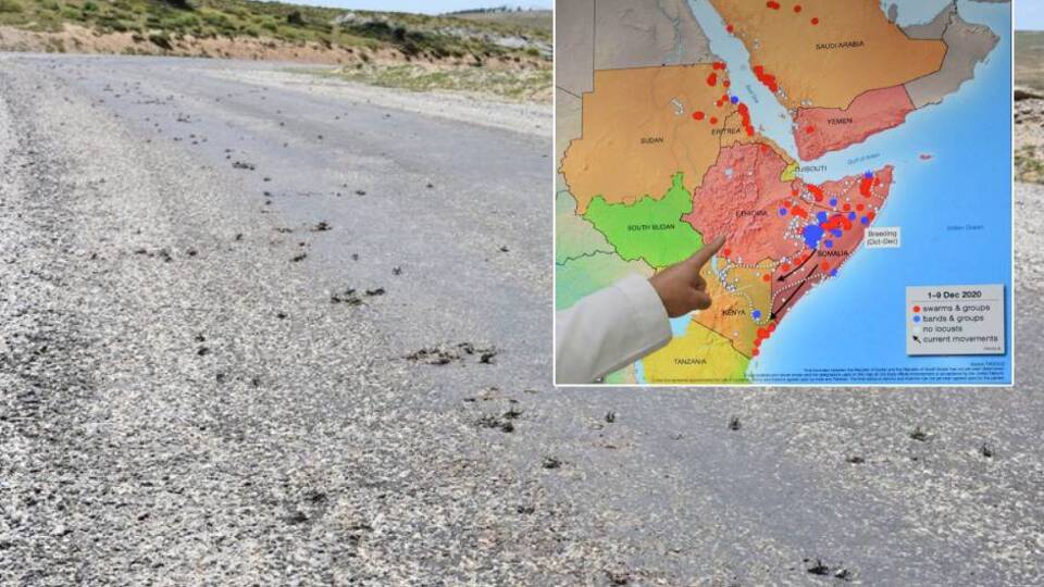 "Önlem alınmazsa istilaya neden olur"