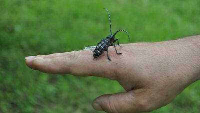 Fındık için büyük tehdit! Drakula böceği!