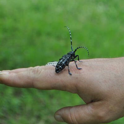 Fındık için büyük tehdit! Drakula böceği!