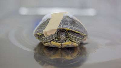 'Tosbik' doğaya dönmek için gün sayıyor